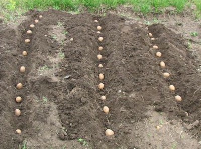 Как посадить и вырастить картофель