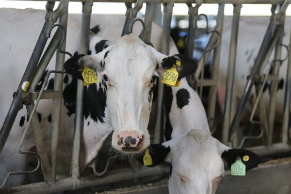 Сколько молока дают коровы-рекордсменки в российских хозяйствах?