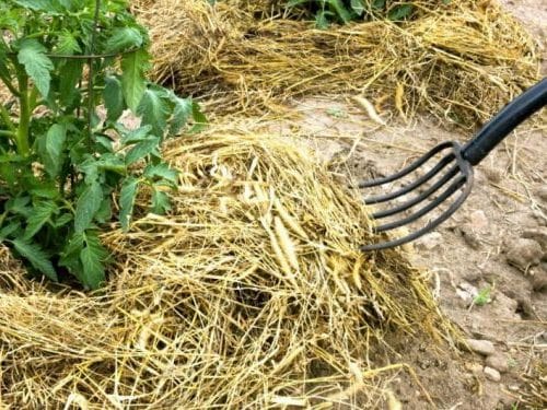 Сорняки в огороде: как избавиться от сорной травы