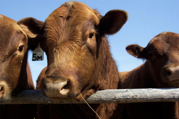 В январе 2020 года производство крупного рогатого скота на убой в РФ увеличилось на 7%