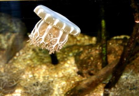 Медузы-корнероты научились защищаться при помощи кислотных «гранат»