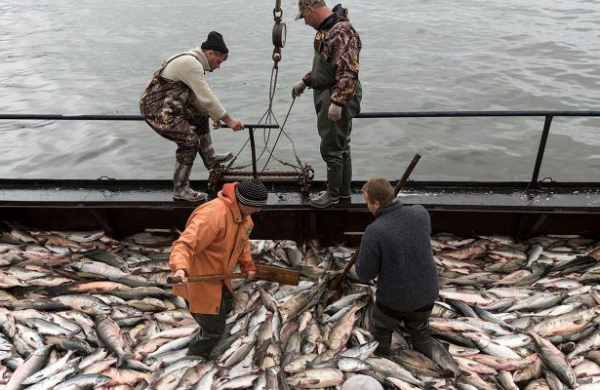 <br />
Сахалинские рыбаки сражаются за право ловить на привычных местах<br />

