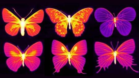 Бабочки регулируют температуру своих крыльев