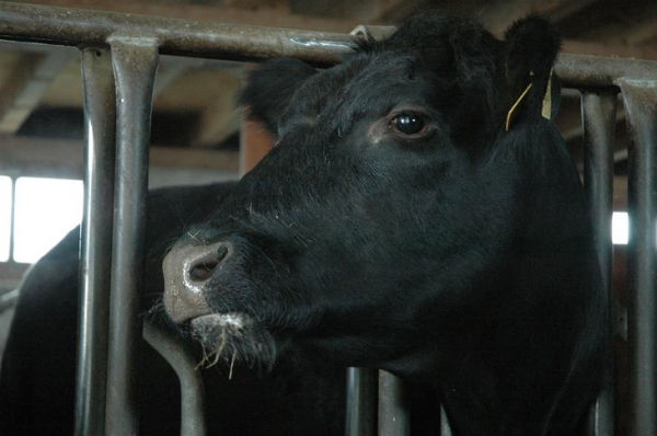 На поддержку мясного скотоводства в Новосибирской области направлено почти 240 млн рублей