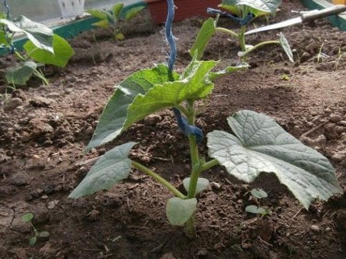 Как посадить и вырастить огурцы в теплице