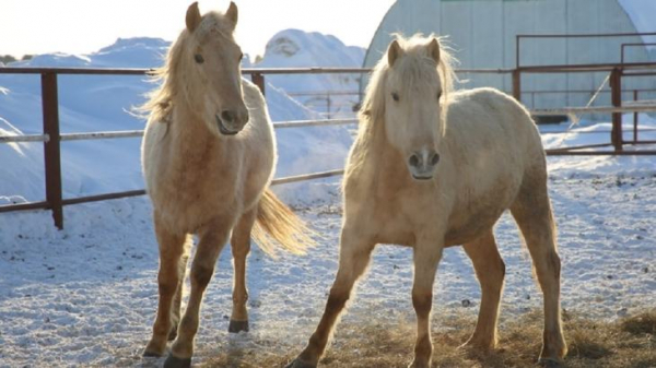 В Татарстане на разведение татарских лошадей выделят 5 млн рублей