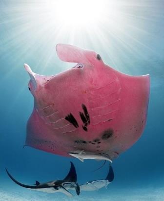 Уникальный розовый скат манта вновь замечен у берегов Австралии